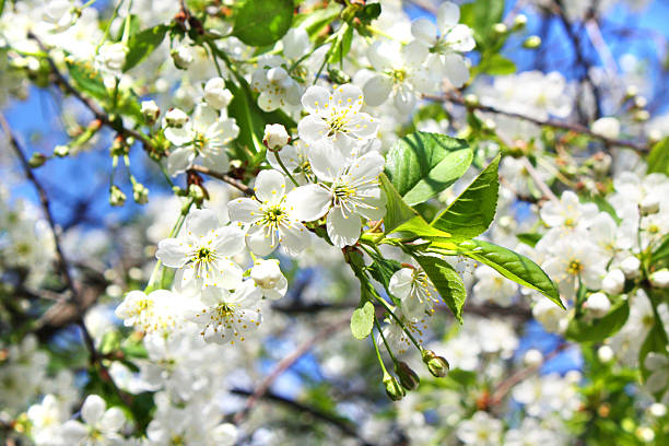 istock Flowers of cherry tree on blue sky 177745370