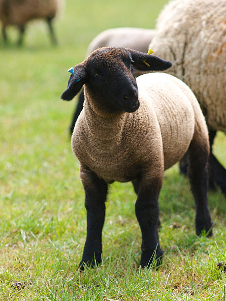 de cordeiro - sheep lamb wool animal head - fotografias e filmes do acervo