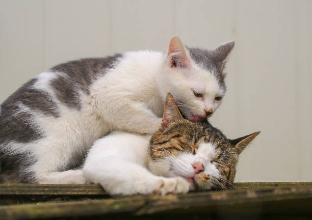 istock Mom and baby cat 1777458610