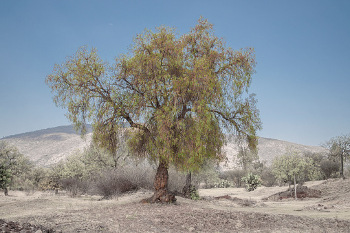Green tree in dry landscape