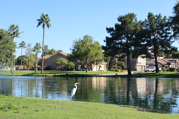 istock Arizona Snowy Egret in in Dos Lagos Park 1777459511