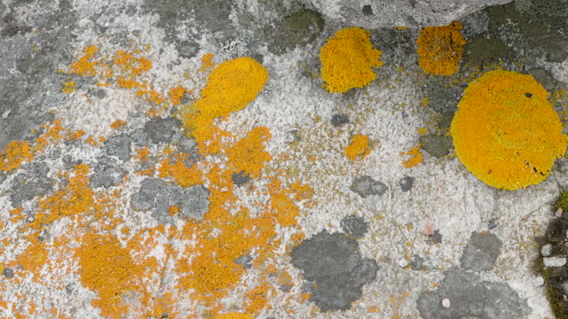 The yellow lichen spots on the big rocks in Estonia