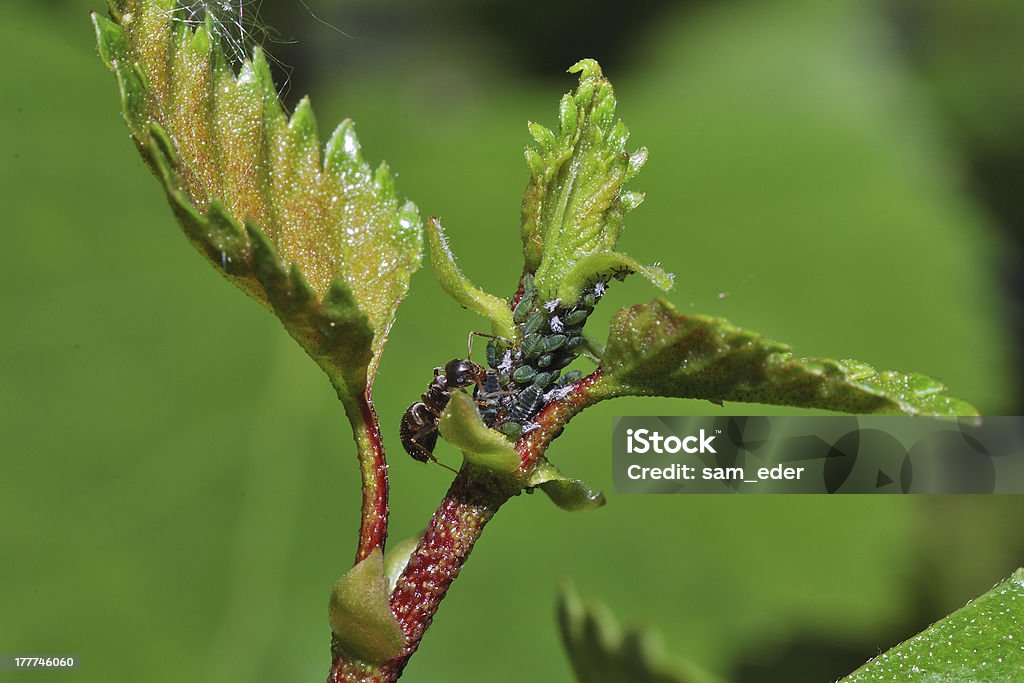 Formica con molti aphids - Foto stock royalty-free di Afide