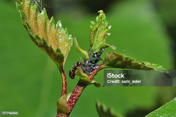 Ant 많은 Aphids 곤충에 대한 스톡 사진 및 기타 이미지 - 곤충, 기생충, 기생충 이