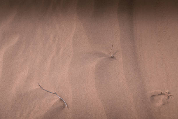Desert sand, beautiful sand desert landscape at sunset, Inner Mongolia, China. Background image with copy space for text