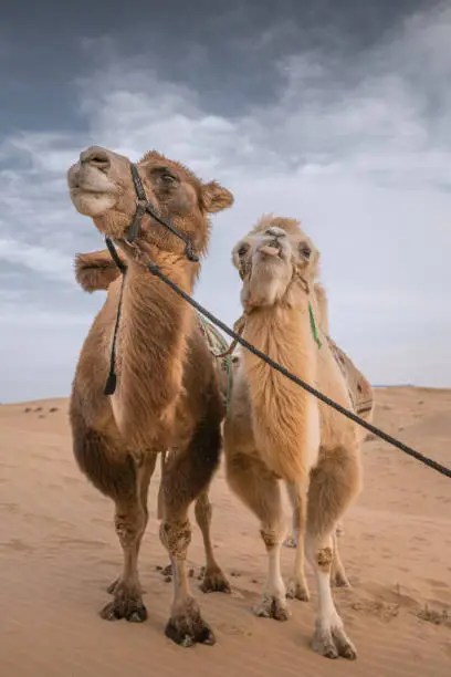 Two camels posing in the desert, Inner-Mongolia, China. Desaturated blue, copy space for text, vertical wallpaper