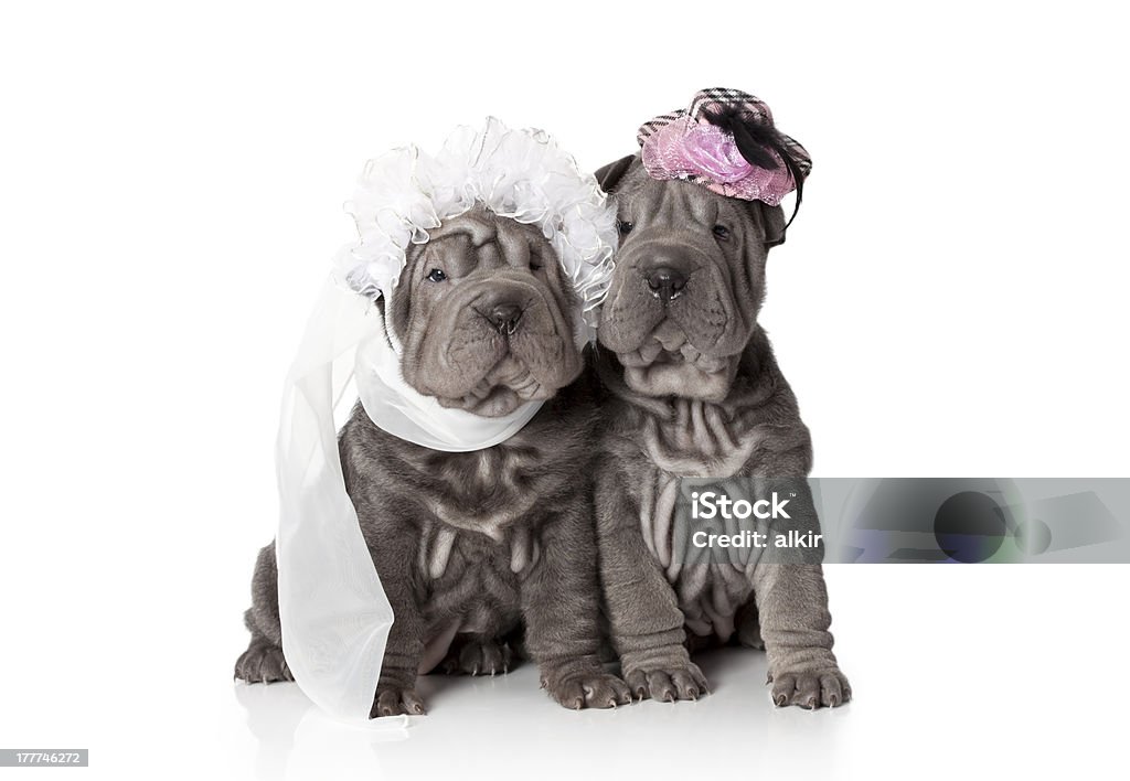 Boda - Foto de stock de Adulto libre de derechos