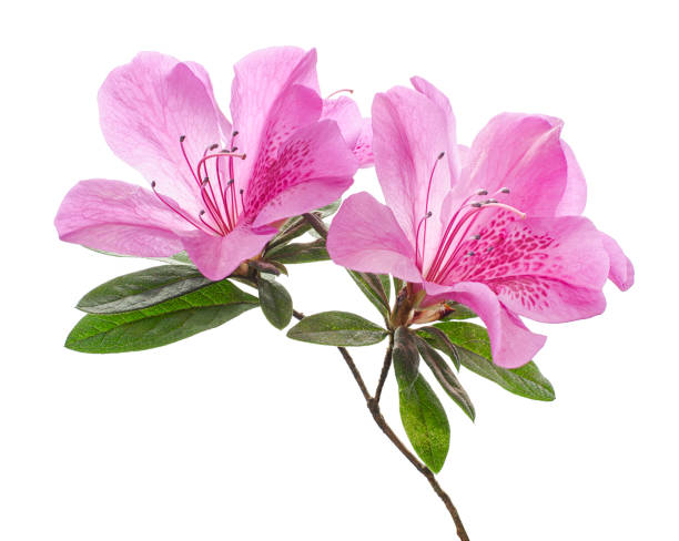fiori di azaleas con foglie, fiori rosa isolati su sfondo bianco con percorso di ritaglio - magnolia bloom foto e immagini stock