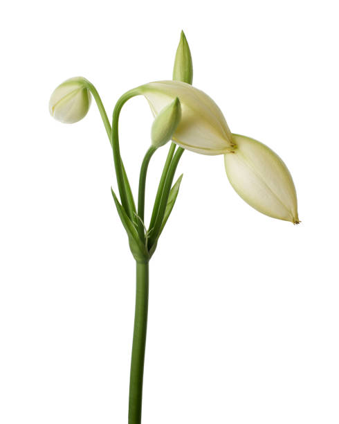 istock Crinum moorei flowers, Natal Lily, White Lily isolated on white background 1777469444