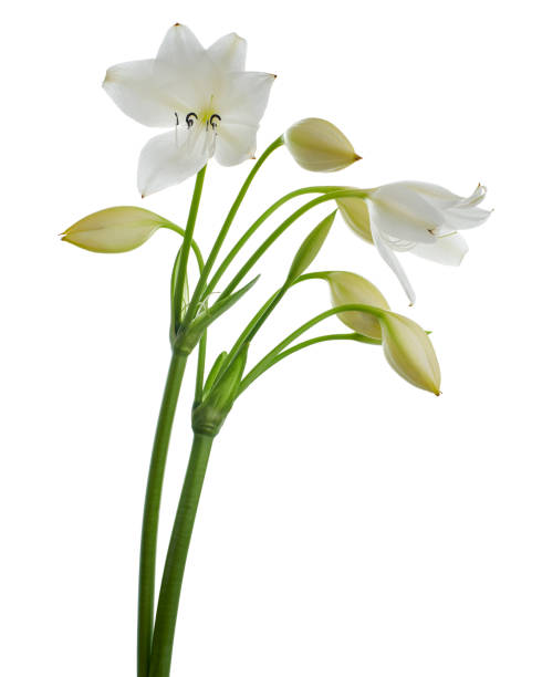 istock Crinum moorei flowers, Natal Lily, White Lily isolated on white background 1777469949