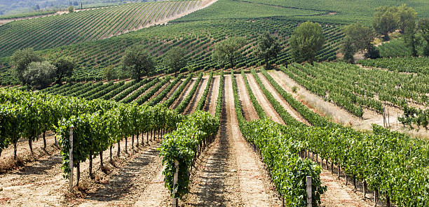 istock Vineyard in Montepulciano, Tuscany, Italy 177747000