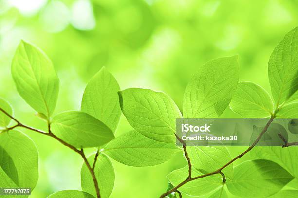 Hoja Foto de stock y más banco de imágenes de Arbusto - Arbusto, Belleza de la naturaleza, Crecimiento