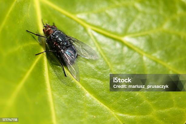 Housefly Aka House Fly Over Natural Background Musca Domestica Stock Photo - Download Image Now