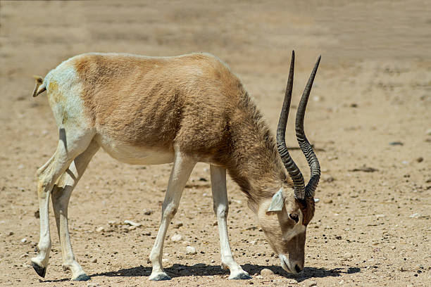 istock The scimitar horned antelope addax 177747269
