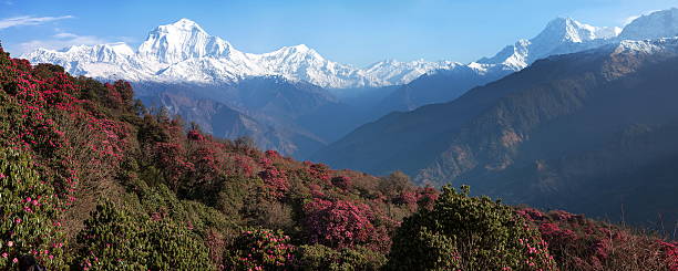 istock blooming rhododendrons in the Himalayas 177747291