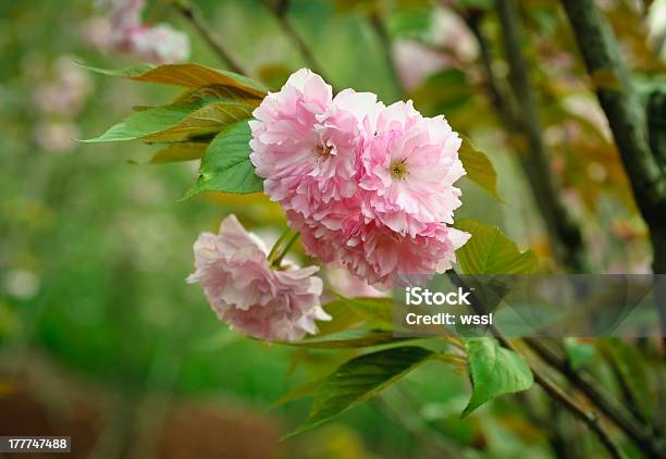 Розовый Cherry Blossom — стоковые фотографии и другие картинки Апрель - Апрель, Без людей, Весна