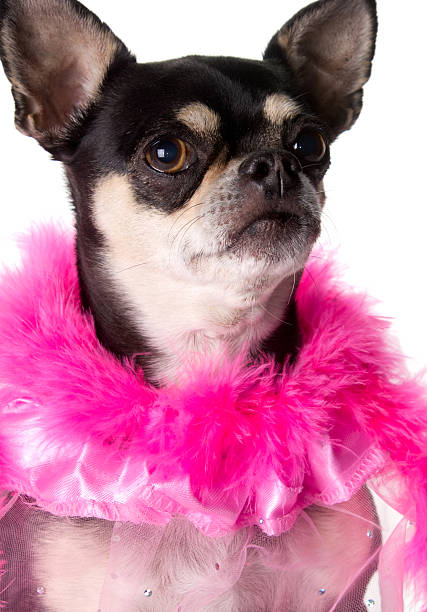 istock Pretty in Pink Chihuahua 177747534