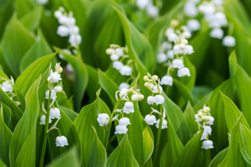 March cup, March of the valley, forest snowdrops or large snowdrops in the forest.