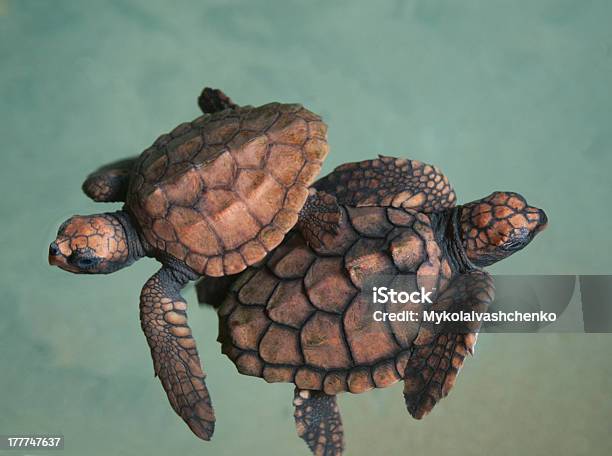 Dois Turtlets - Fotografias de stock e mais imagens de Animal - Animal, Animal de Estimação, Animal recém-nascido