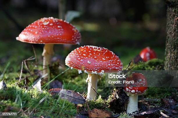 Fly Agaric — стоковые фотографии и другие картинки Без людей - Без людей, Гниющий, Горизонтальный