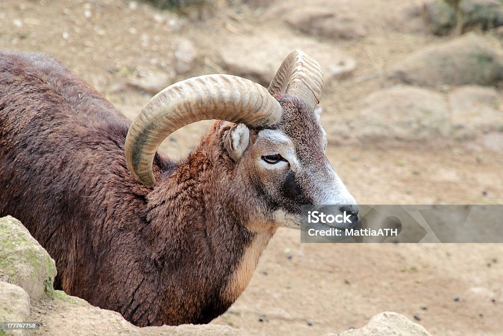 Male goat of Montecristo Island (Capra aegagrus hircus) A male goat of Montecristo Island (Capra aegagrus hircus) with typical long curved horns, beetwen the rocks Island Stock Photo