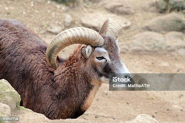 Male Goat Of Montecristo Island Stock Photo - Download Image Now