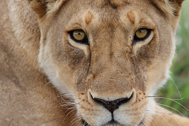 istock Close-up portrait of  lioness 177748200