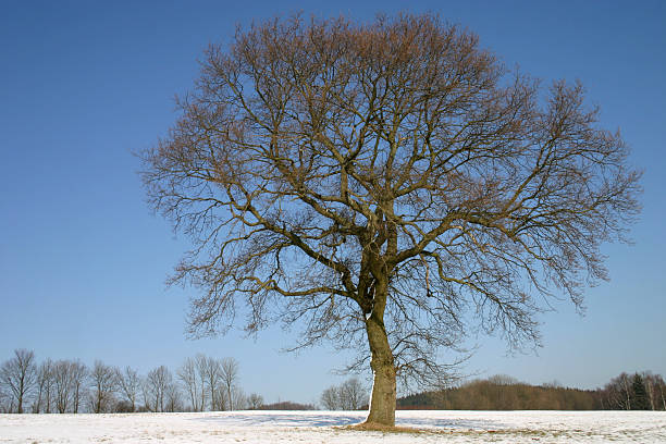 oak en invierno - english oak fotografías e imágenes de stock