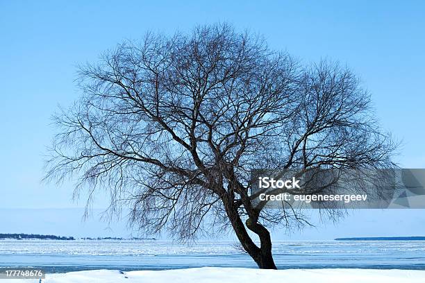 Allein Winter Baum Silhouette Auf Das Meer Stockfoto und mehr Bilder von Ast - Pflanzenbestandteil - Ast - Pflanzenbestandteil, Baum, Blau