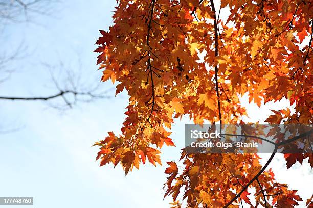 メープル Leafs - かえでの葉のストックフォトや画像を多数ご用意 - かえでの葉, オレンジ色, カエデ