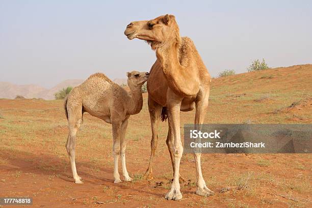 Photo libre de droit de Camel De Veau banque d'images et plus d'images libres de droit de Chameau - Chameau, Veau - Jeune animal, Arabie