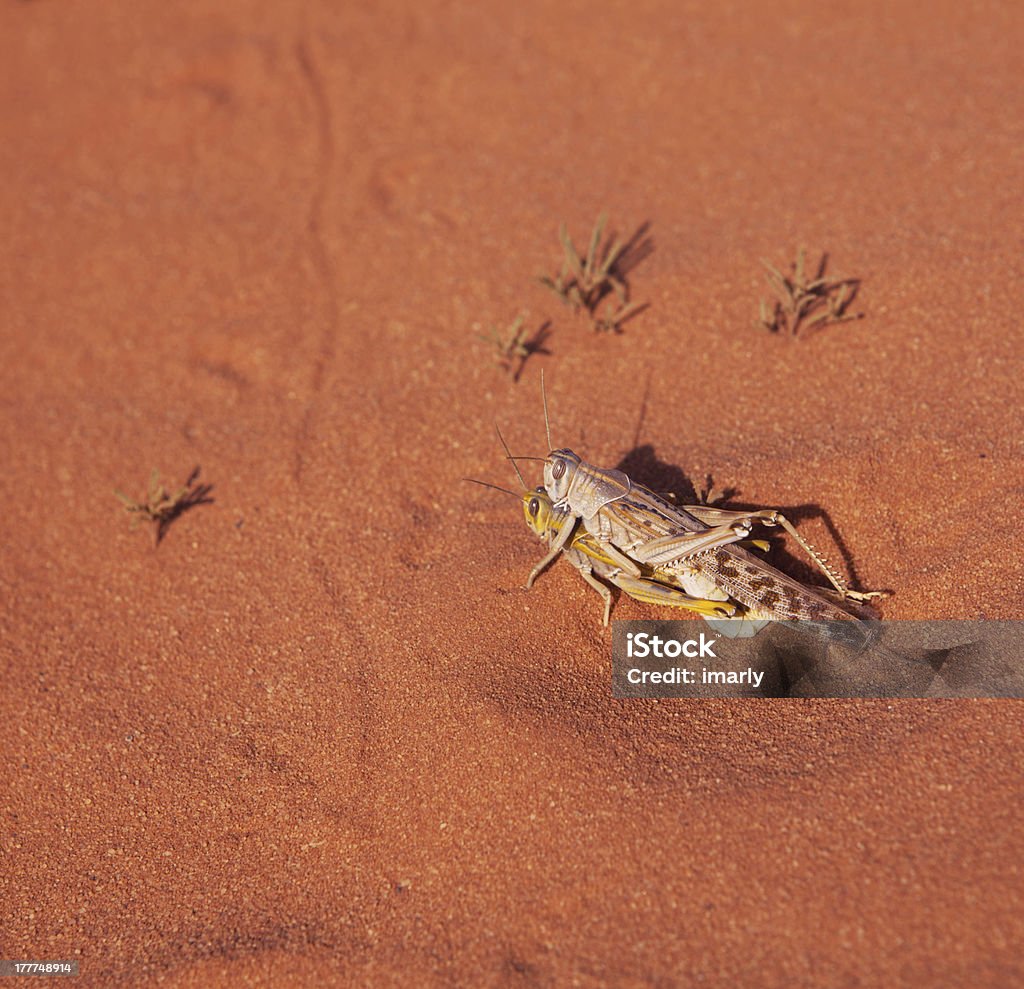 Apareamiento locusts en el desierto de rojo - Foto de stock de Actividad libre de derechos