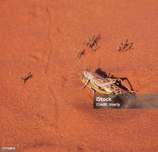 Apareamiento Locusts En El Desierto De Rojo Foto de stock y más banco de imágenes de Actividad - Actividad, Aire libre, Amarillo - Color