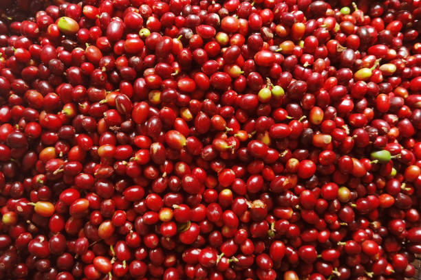 istock close up of fresh coffee beans 1777491618