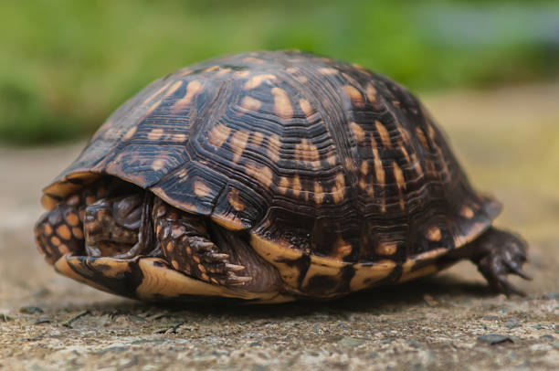 istock turtle walking slowly across concrete paving 177750003