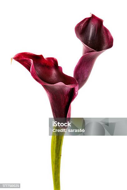 Photo libre de droit de Rose Et De Lys Retournées banque d'images et plus d'images libres de droit de Amour - Amour, Arum d'eau, Botanique