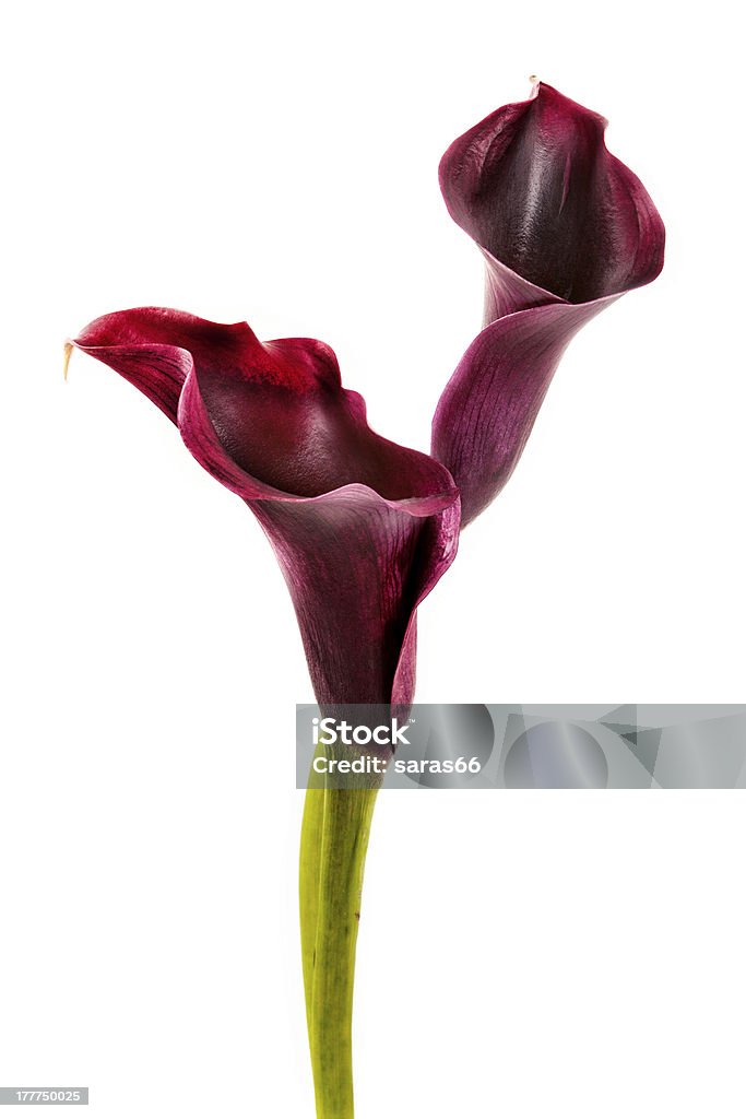 calla le Calle rosa - Foto stock royalty-free di Amore