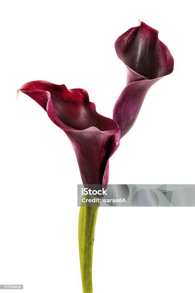 핑크 칼라 백합 - 로열티 프리 꽃-식물 스톡 사진