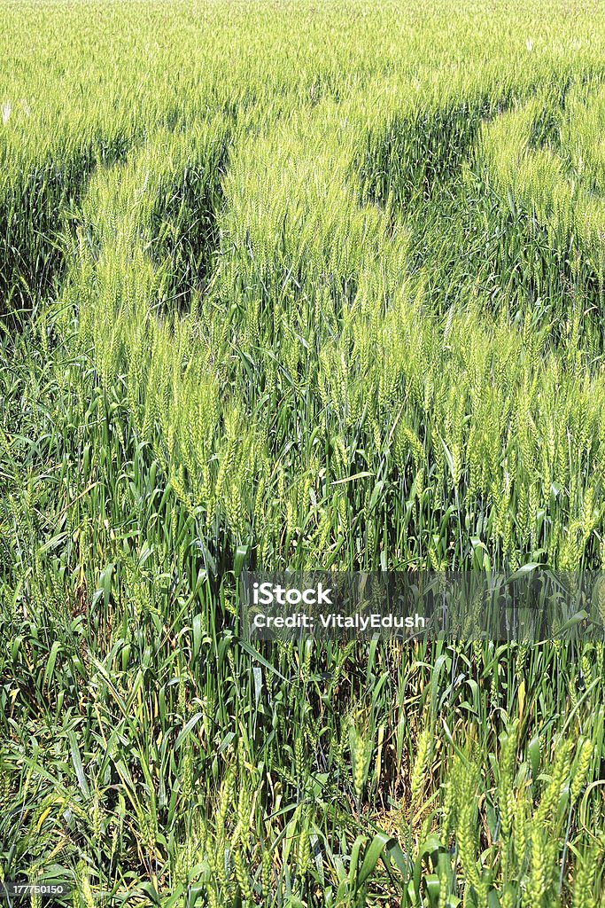 Verde campo de centeio. - Foto de stock de Agricultura royalty-free