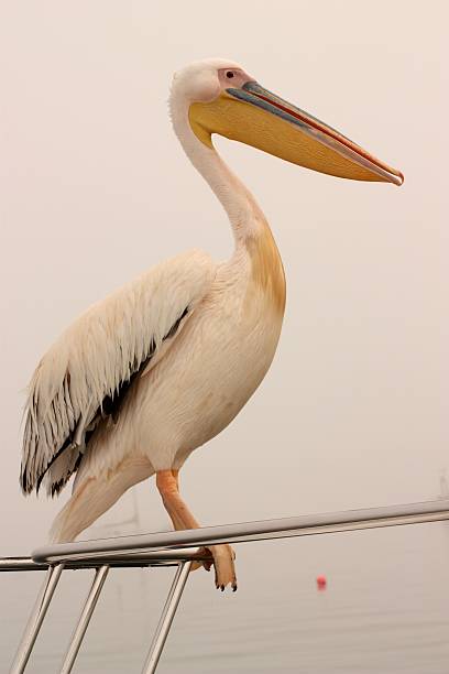 pelicano - foto de acervo