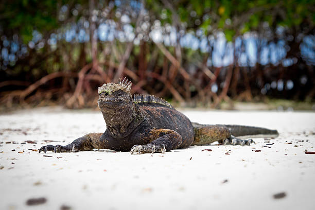 istock Giant Iguanas with Natural Background 177750182