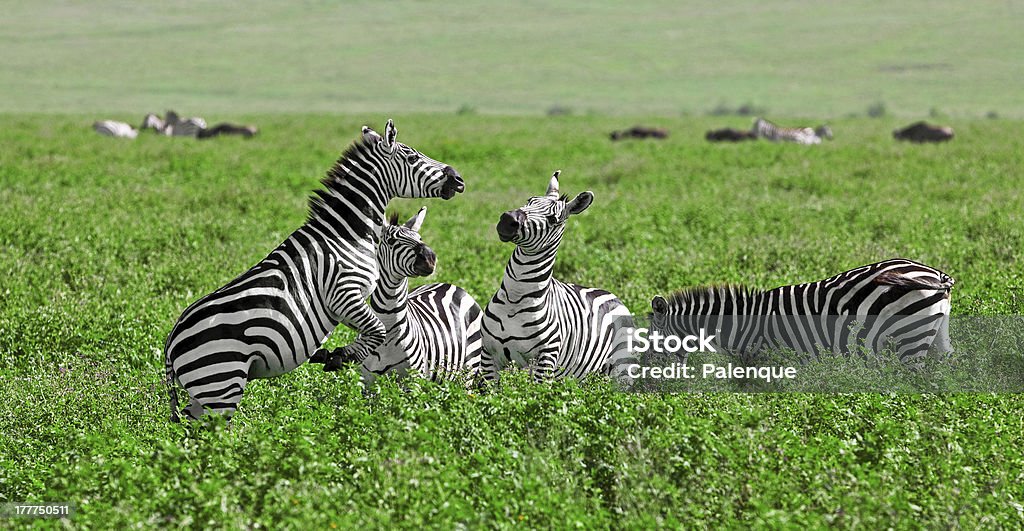 Zebras w Ngorongoro Krater - Zbiór zdjęć royalty-free (Afryka)