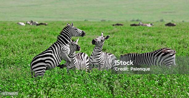 Zebras W Ngorongoro Krater - zdjęcia stockowe i więcej obrazów Afryka - Afryka, Część ciała zwierzęcia, Dzikie zwierzęta