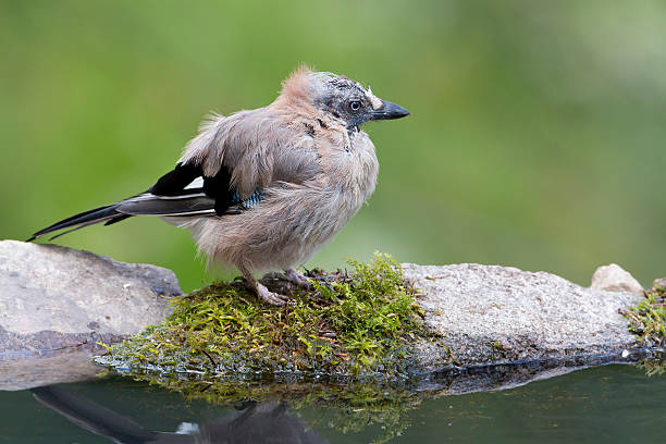 bird species Garrulus glandarius, France