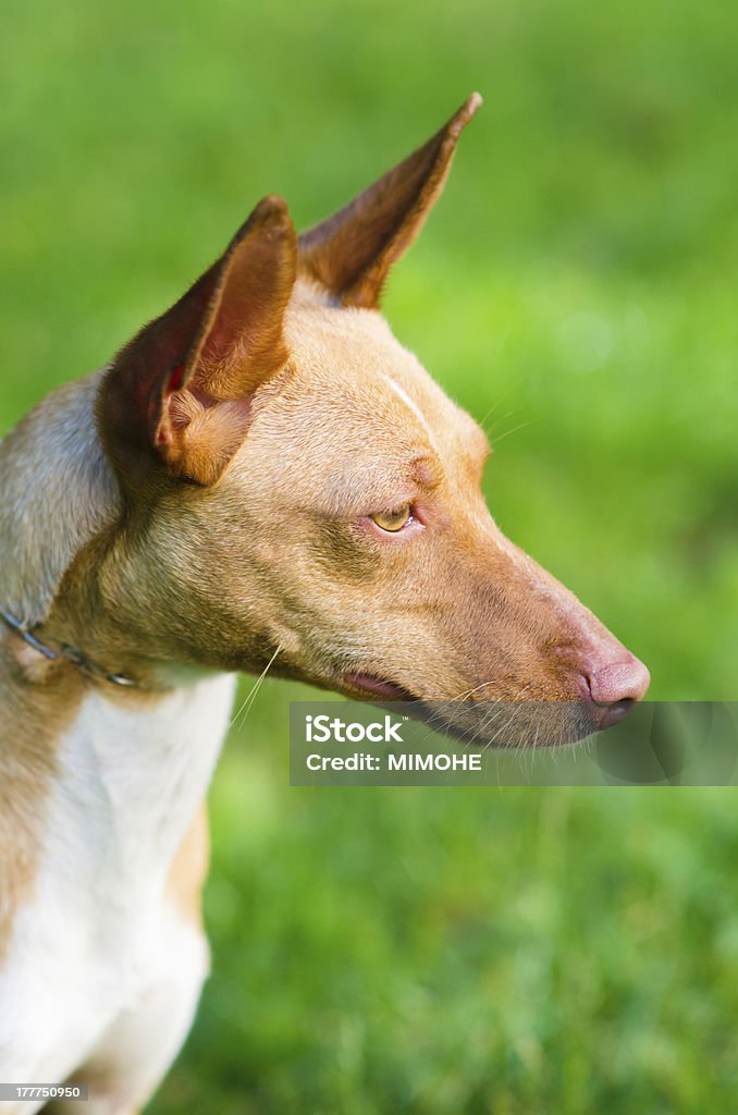 Podenco - Royalty-free Animal Foto de stock