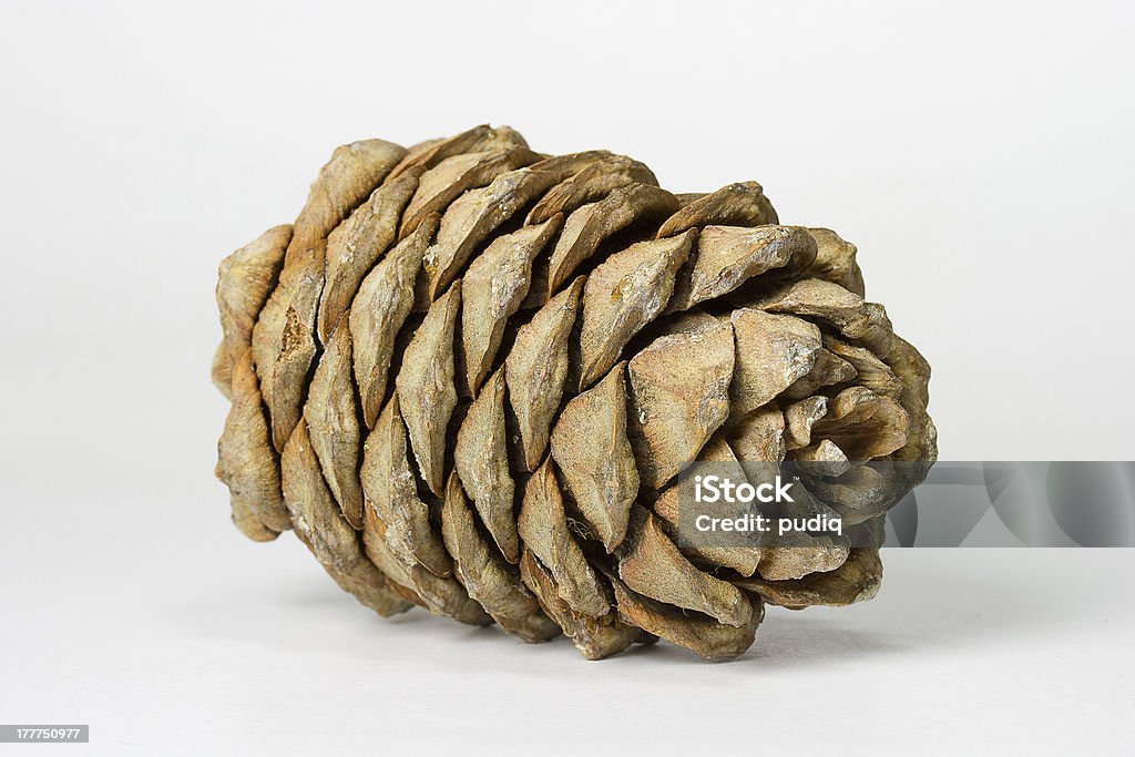 Cedar Cono - Foto stock royalty-free di Alimentazione sana