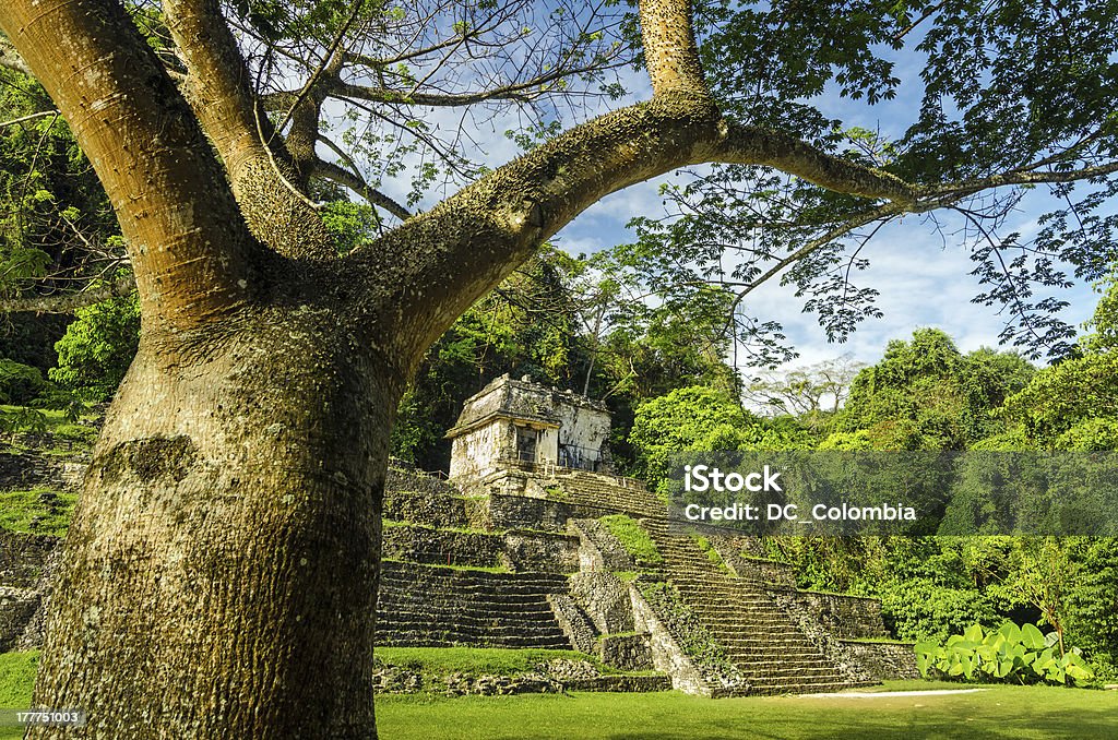 Árbol de Palenque y Temple - Foto de stock de Palenque libre de derechos