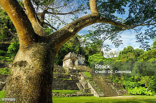 Árbol De Palenque Y Temple Foto de stock y más banco de imágenes de Palenque - Palenque, México, Cultura mexicana