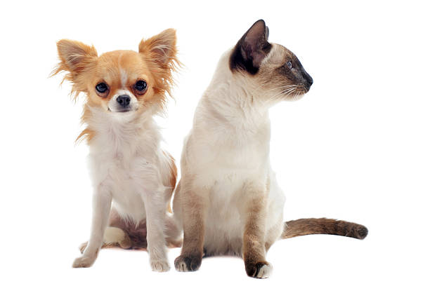 istock chihuahua and siamese kitten 177751216