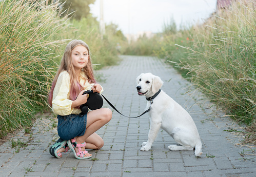 Puppy labrador retriever and little girl. Little girl playing with golden retriever